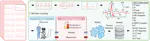 Machine Learning Approach on High Risk Treadmill Exercise Test to Predict Obstructive Coronary Artery Disease by using P, QRS, and T waves’ Features