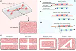 Microfluidic wound scratching platform based on an untethered microrobot with magnetic actuation
